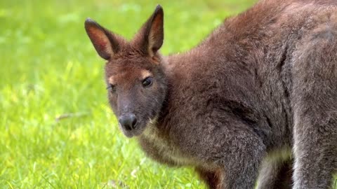 Cute Kangaroo