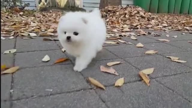 Cute dog walking on the street🥰🥰