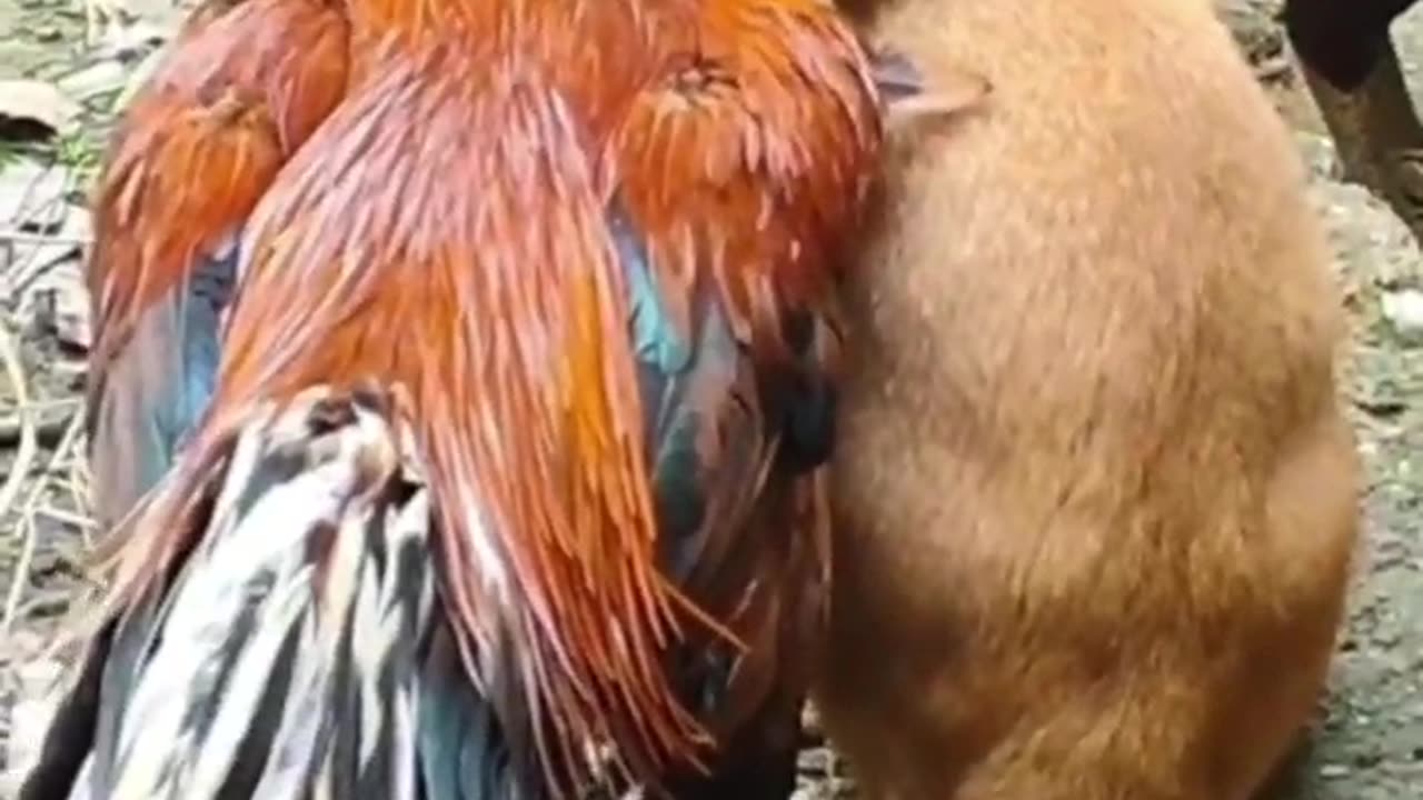 cat loves his rooster friend