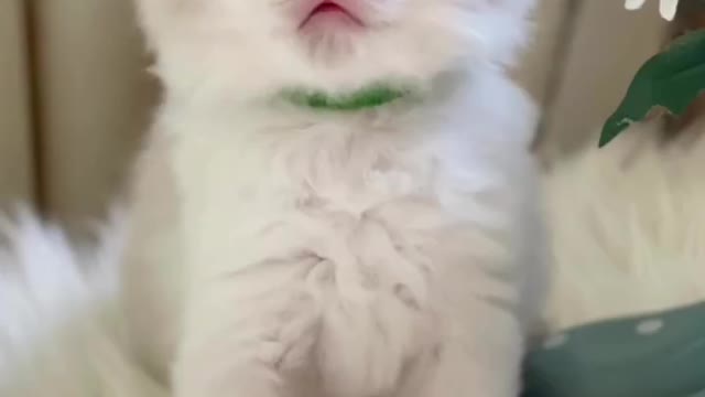 Cute cat