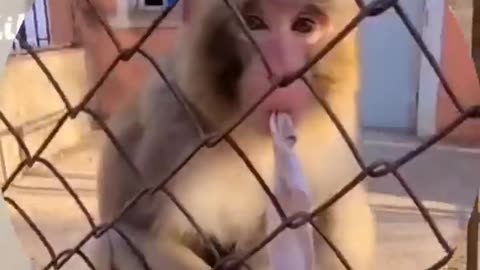 Very funny video angry monkey 😂