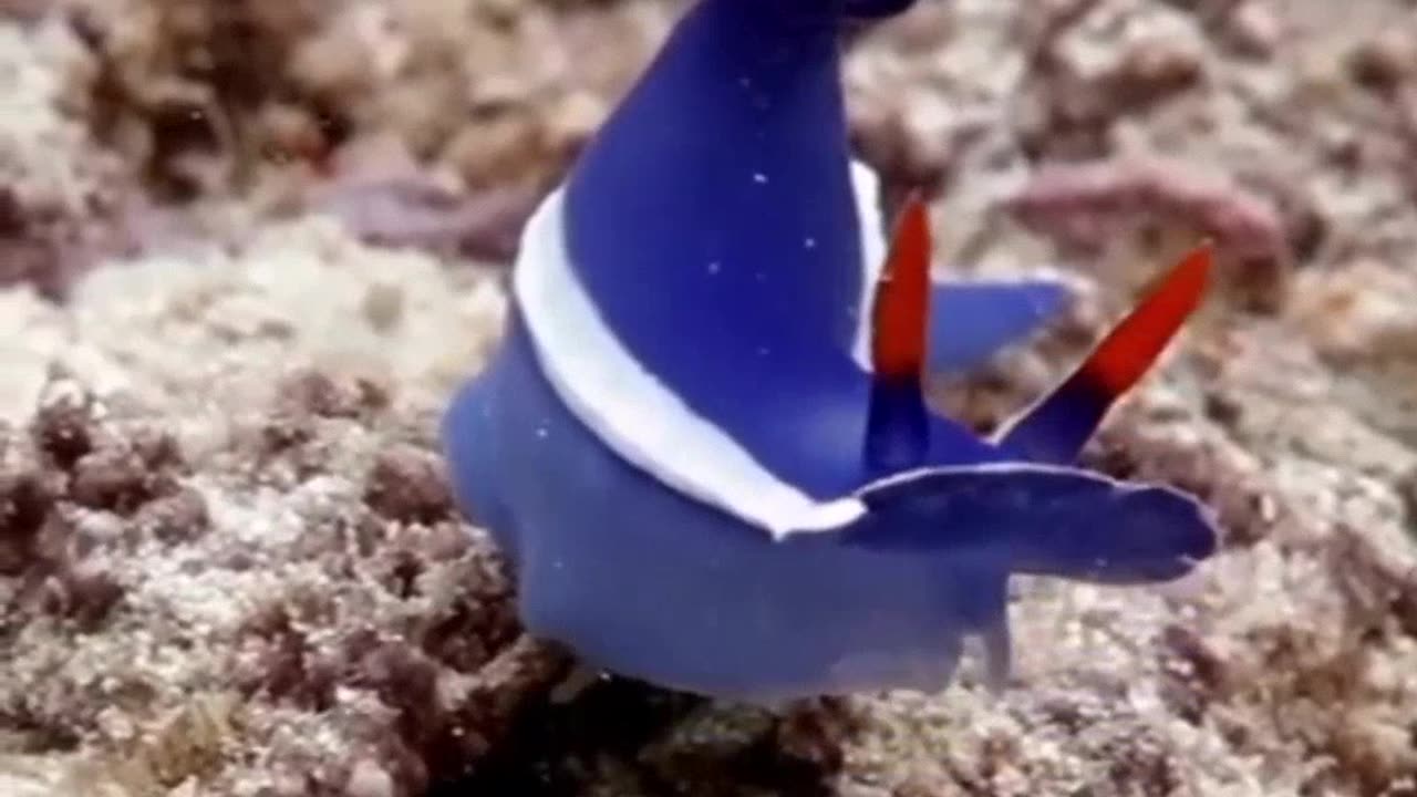 Sea slug..