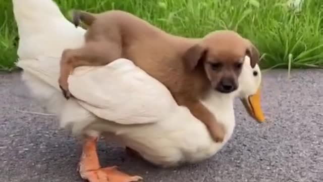 Ayo puppy on a duck