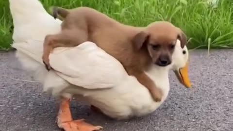 Ayo puppy on a duck