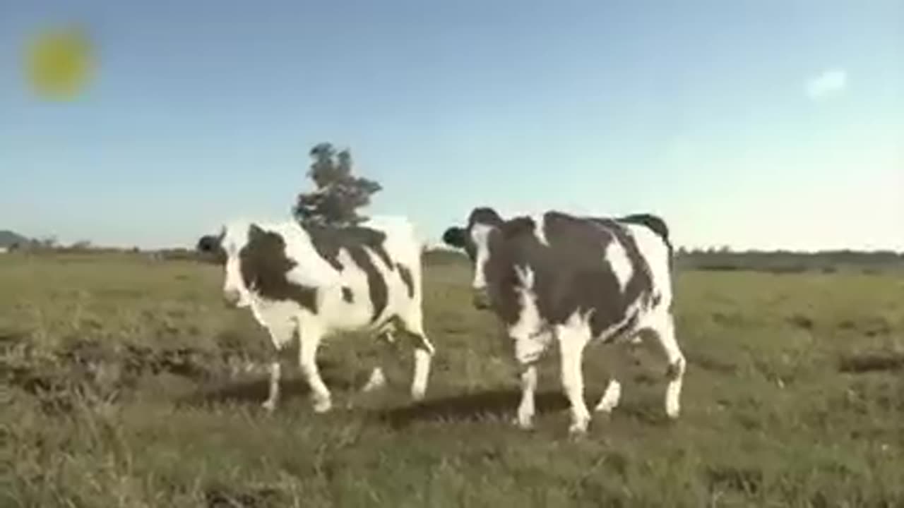 Funny cow dance