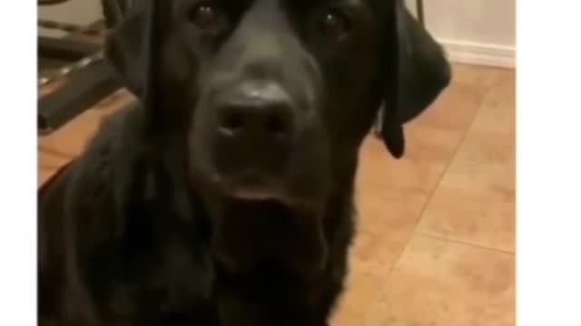 Doggo disappointed with ears