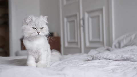 Funny animal cat 🐱🐶