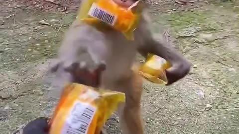 Funny guy #monkey #Thank you for attention