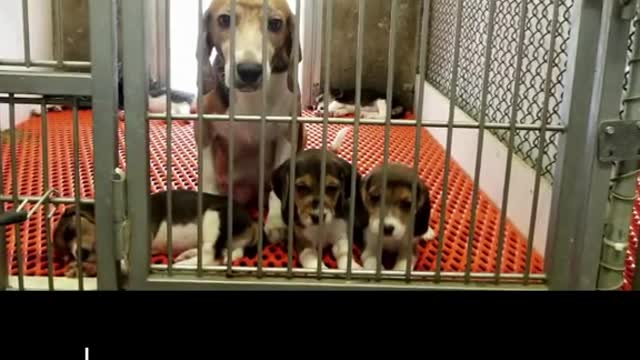 has an update on the 4,000 #beagles that were