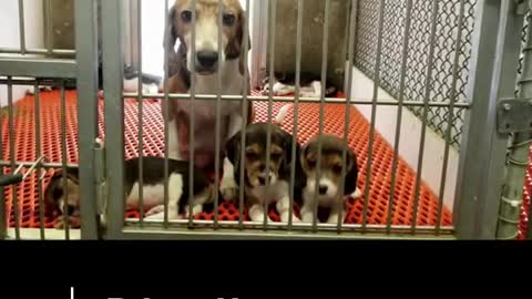 has an update on the 4,000 #beagles that were