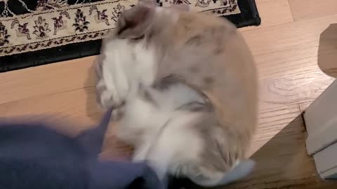 Bunny Attacks Sweatshirt