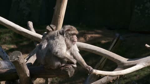 Le singe primate il est très beau