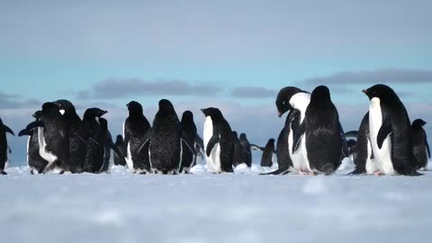 Adélie Penguins resting on the pack ice