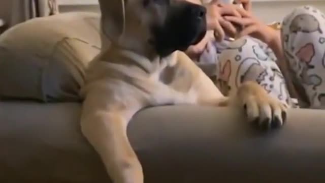 TOP 3 Funniest DOG Videos in 1 MINUTE!