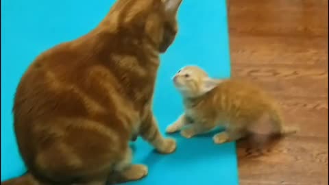 "🌺🐈Unbreakable Bond: Mother Cat's Unconditional Love for Her Adorable Kitten🌺🐈🐈"