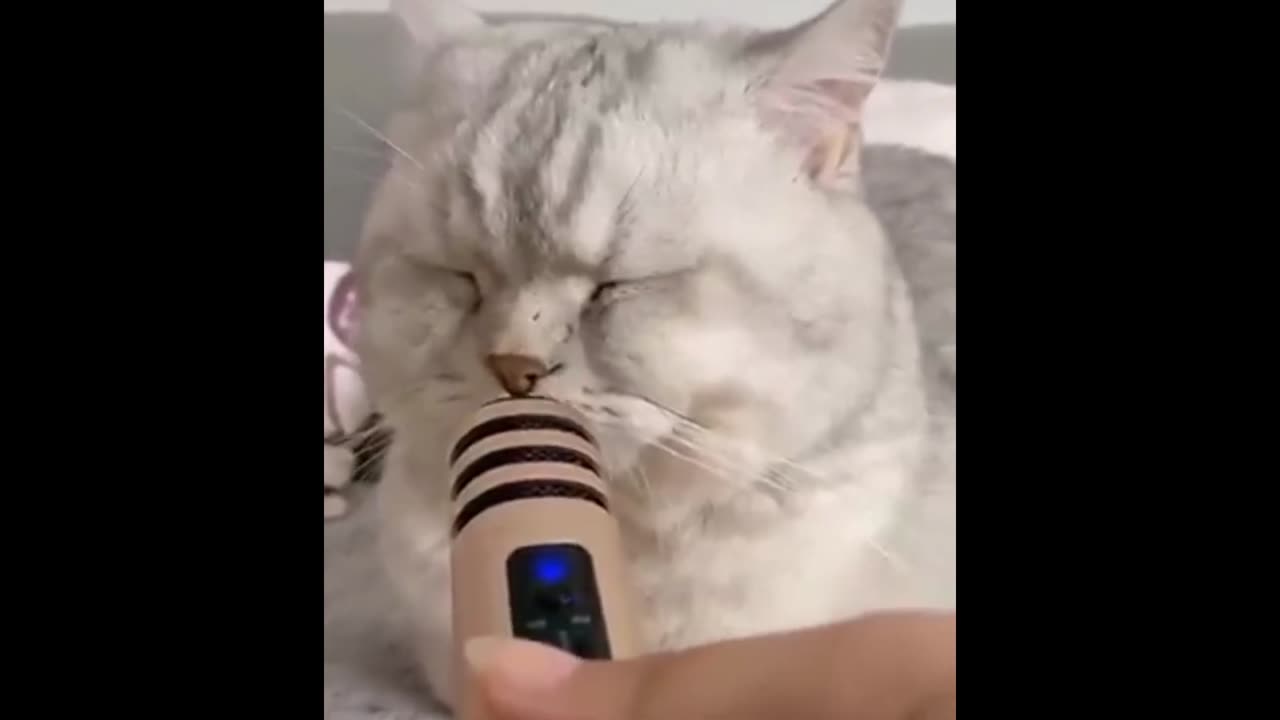 Funny cat video