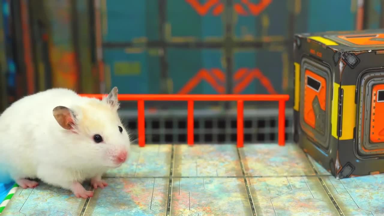 The best hamster challenges