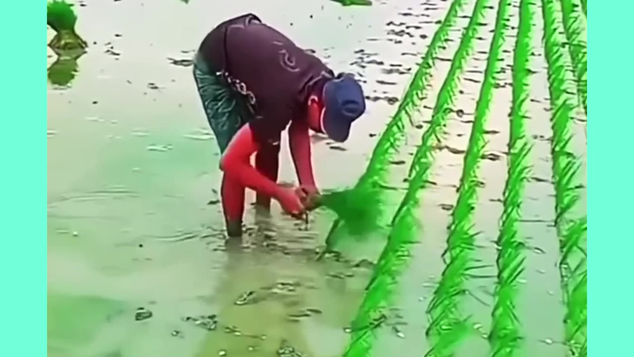 Rice Farming First levble Proccesing