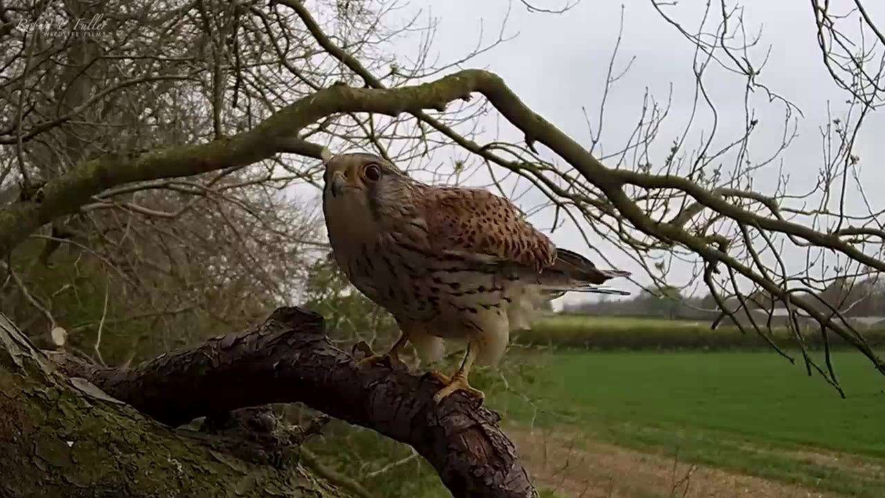 The Inspiring Journey of Kestrel Chicks Overcoming Adversity from Hatch to Soaring Heights