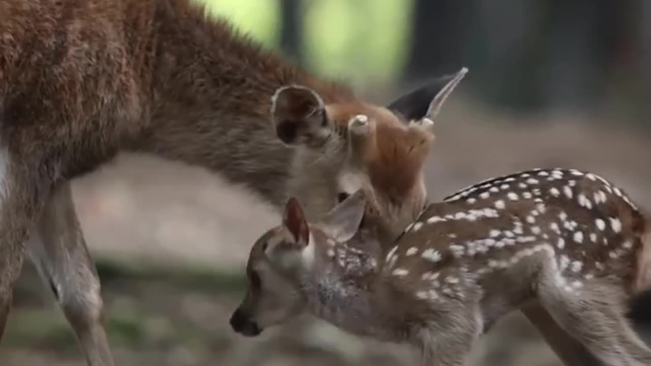 Animal kids #deer