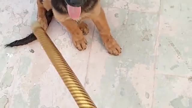 Germanshepherdpuppyfunny