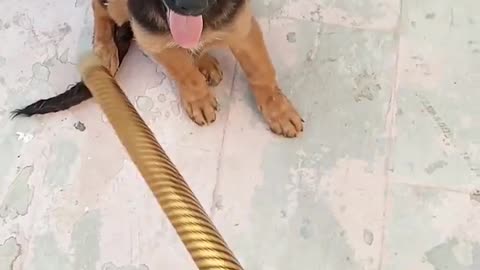 Germanshepherdpuppyfunny