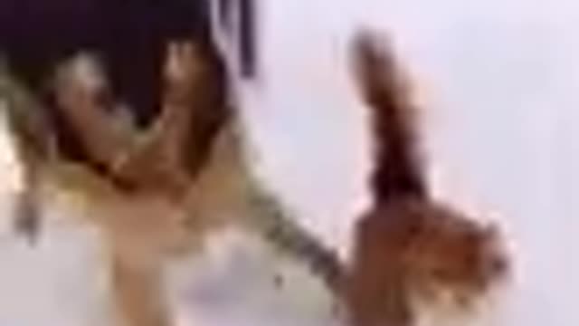 FUNNY ANIMALS VIDEOS TRY NOT TO LAUGH 🤣 | FUNNY CATS | FUNNY DOGS | CUTEST ANIMALS Eps 96