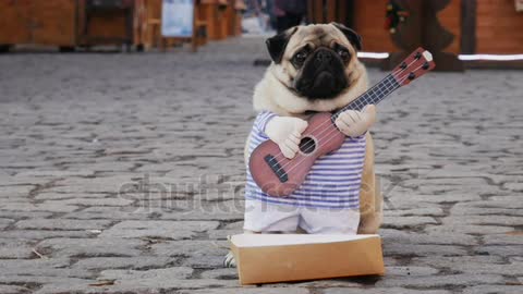 Cute little Funny Dog playing guitar