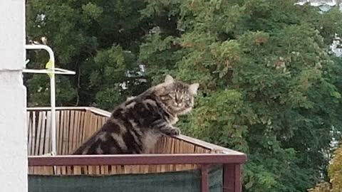 Crazy Cat looking out the balcony