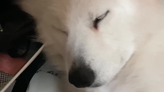 Am I cute, Samoyed