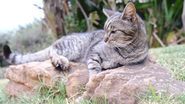 A Cat Stressed by Tired