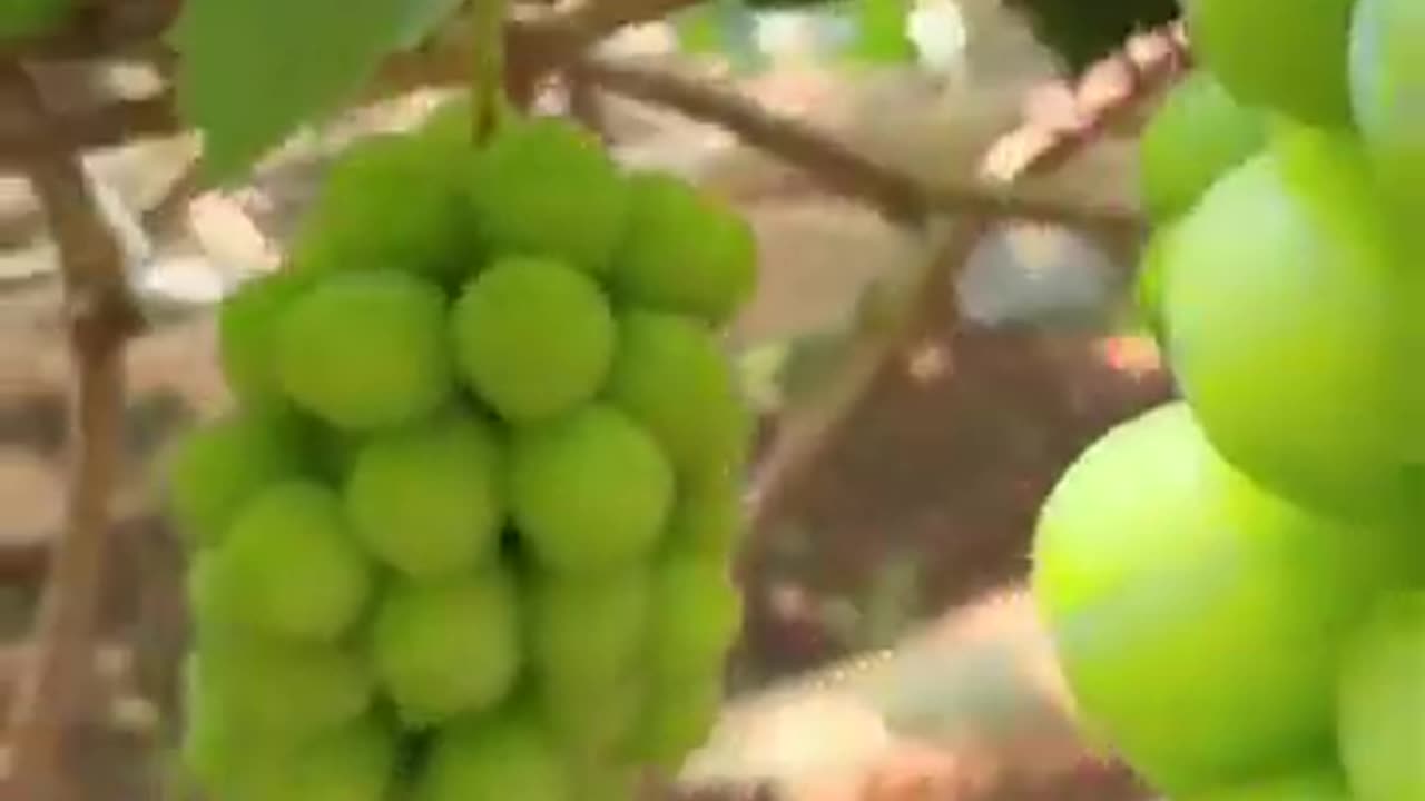 Beautiful Grapes farm #fruitgarden #agriculture #