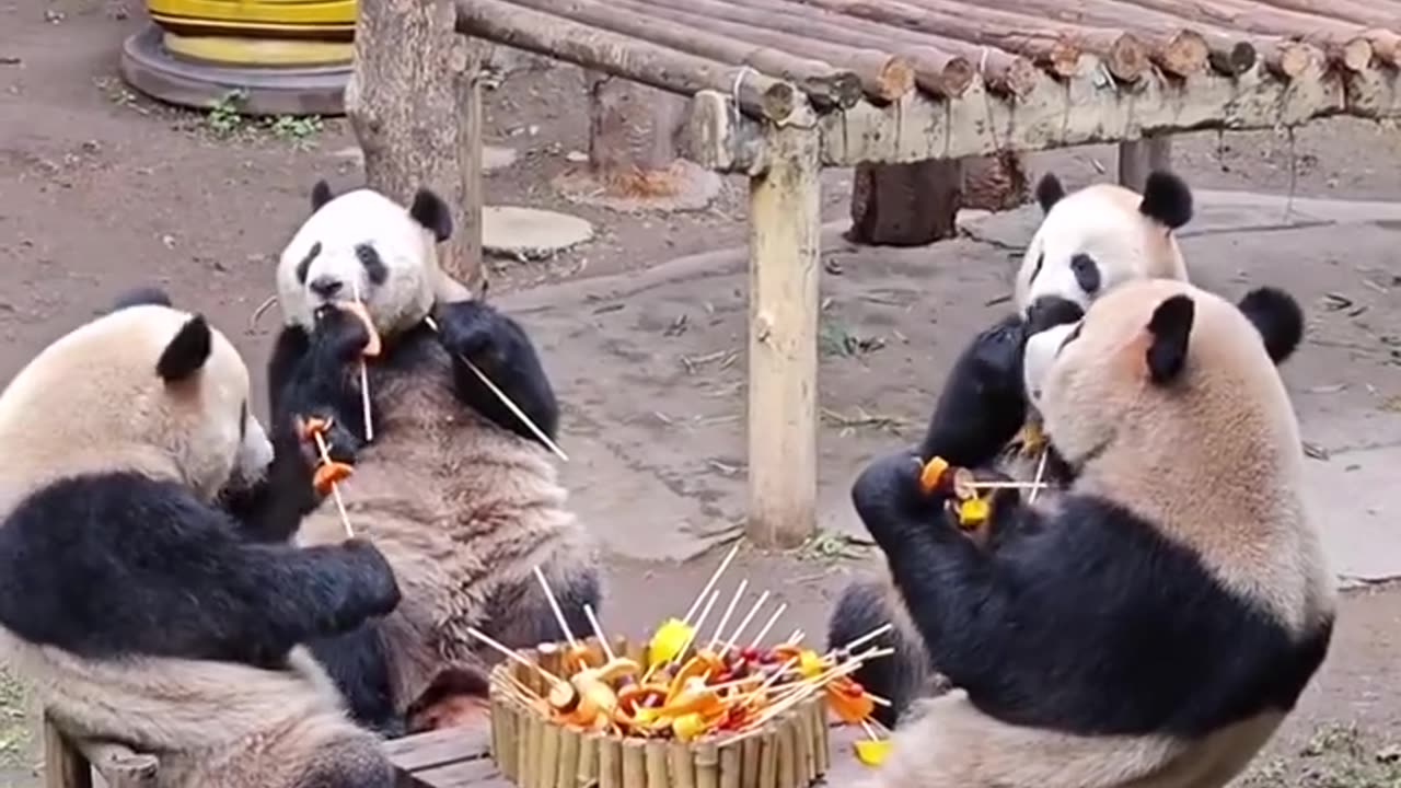 Panda Enjoyed