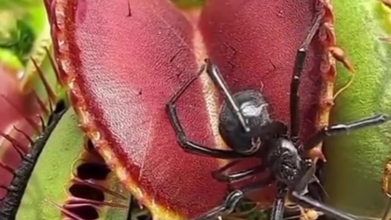 Spiders are attracted to nectar, and for this spider, it was fatal.