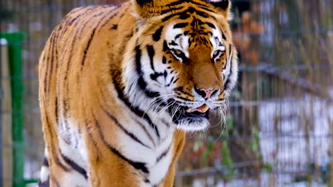 Tiger the beautiful animal