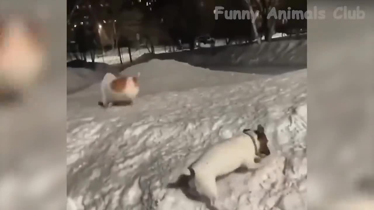 Dog 🐶🐶 new video funny video 🤣🤣