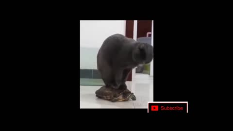 Funny cat ..try not to laugh..