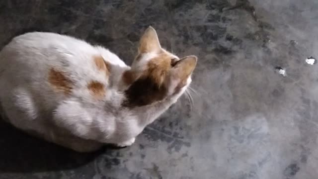 বিড়ালের অভিমান