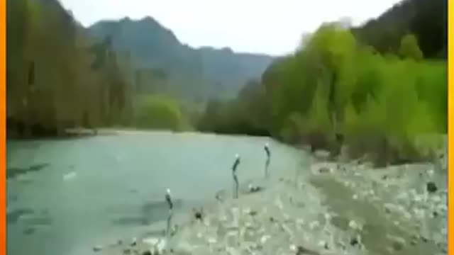 Alians seen and recorded