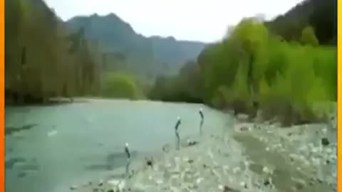 Alians seen and recorded