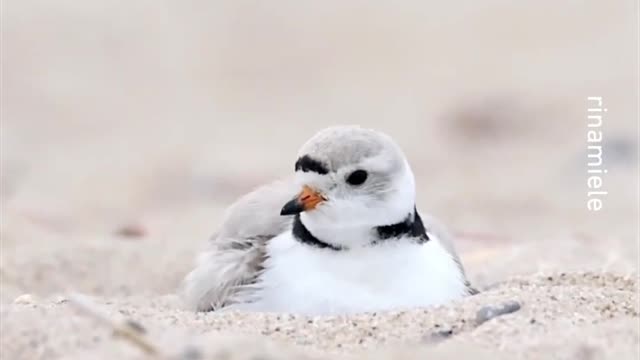 Birb ❤️ -- _rinamiele_-_ _shorebirds _plover _pipingplover _birb