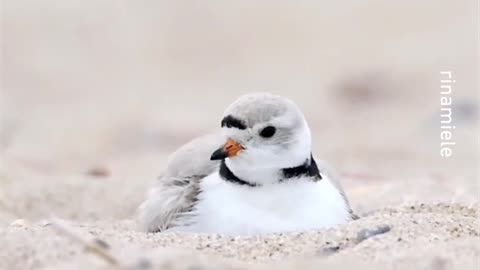 Birb ❤️ -- _rinamiele_-_ _shorebirds _plover _pipingplover _birb