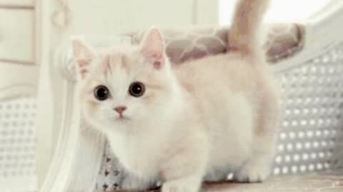 Cute Cat Gif 🐈