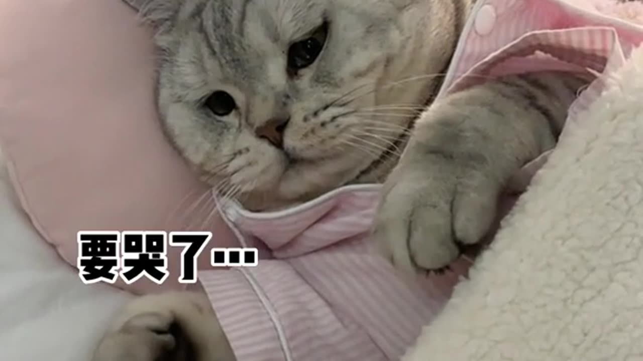 Funny cats video #viral #shorts #entertainment786 #funnycatsvideo #funnycatscompilation