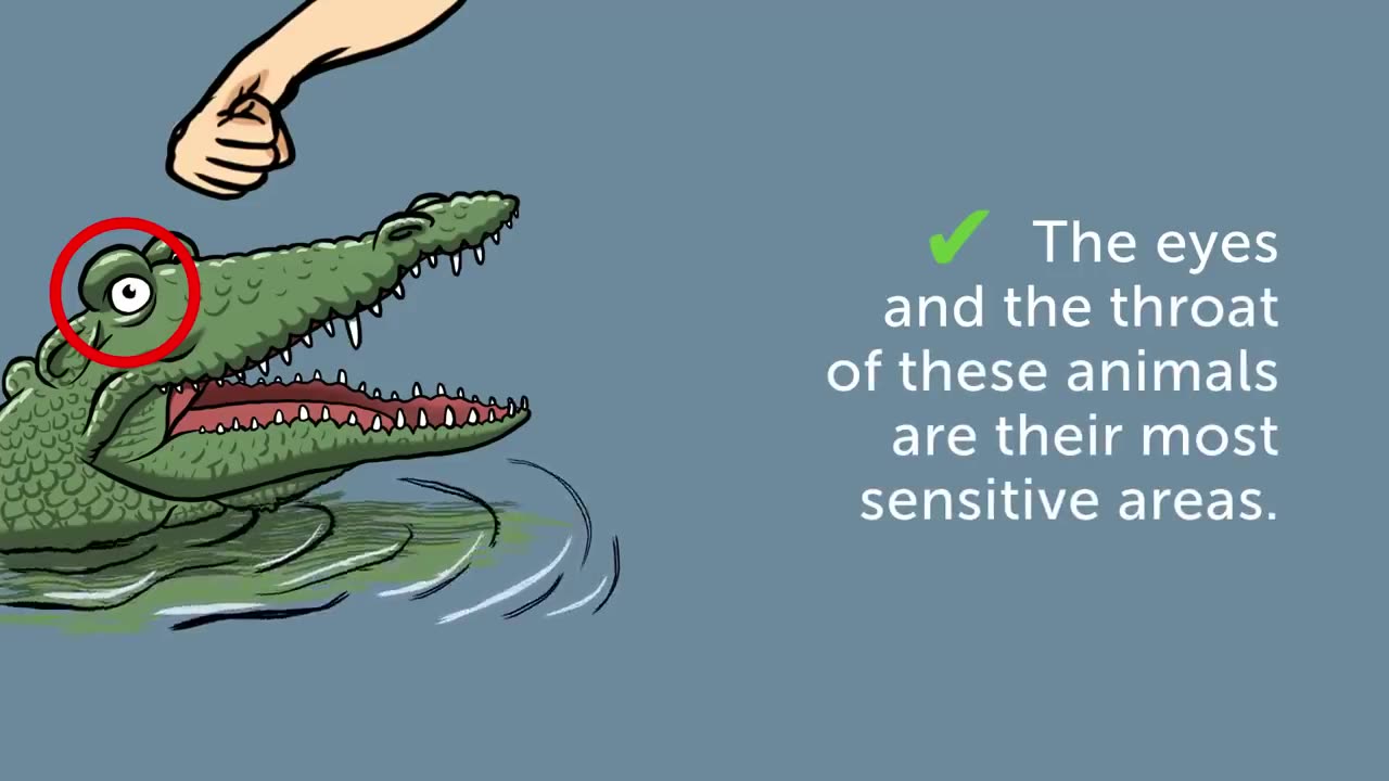 13 Tips on How to Survive Wild Animal Attacks