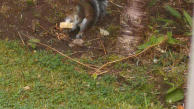 Miss Squirrel & Suet block