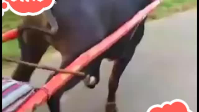 200 cc main hai bhi