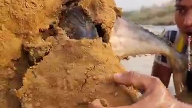 Monster Fish Shelter #fish #fishing_video