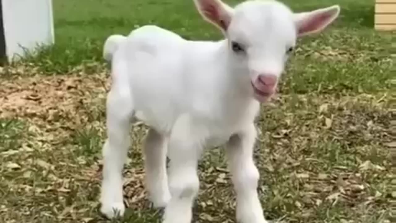 Cute goat cub