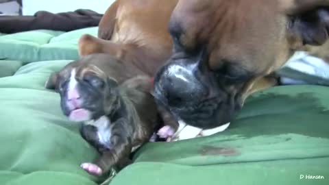 Dog Has Amazing Birth While Standing!!